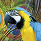 Multicoloured Macaw 500 Piece Jigsaw Puzzle