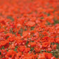 Fields of Poppies - Impuzzible No. 28 - 1000 Piece Jigsaw Puzzle
