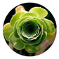 Succulent circular  Impuzzible 400 Piece Jigsaw Puzzle