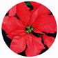 Poinsettia circular Impuzzible 400 Piece Jigsaw Puzzle