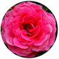 Rose circular  Impuzzible 400 Piece Jigsaw Puzzle