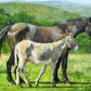 Stable Companions 1000 or 500 Piece Jigsaw Puzzle